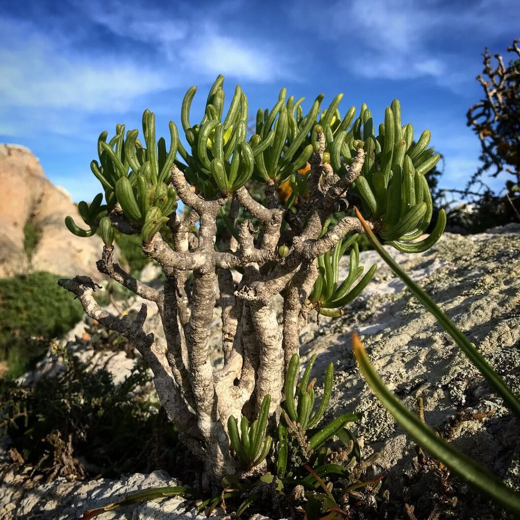 Senecio aloides