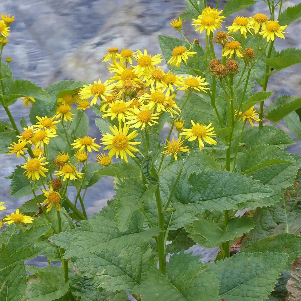 Senecio alpinus