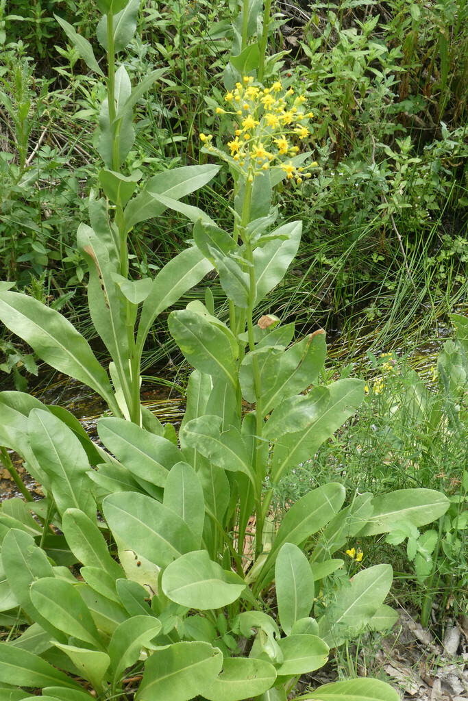 Senecio altissimus
