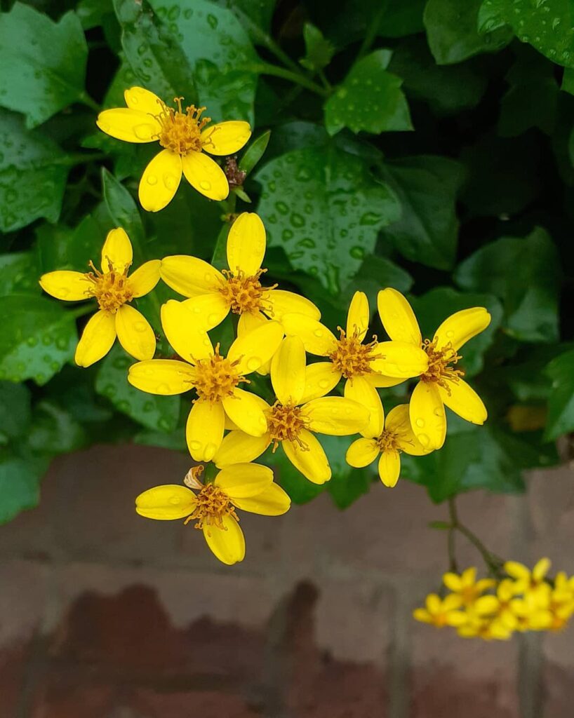 Senecio angulatus