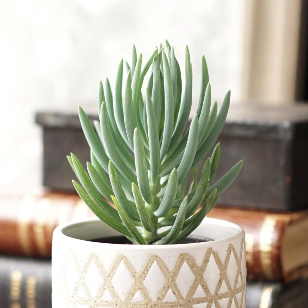 Senecio antandroi