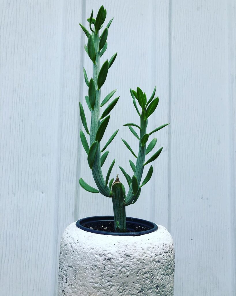 Senecio anteuphorbium