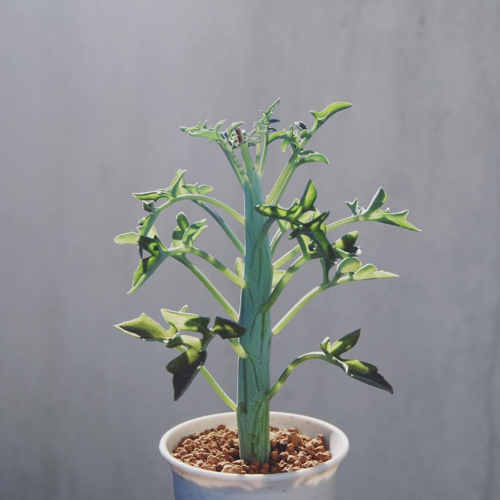 Senecio articulatus