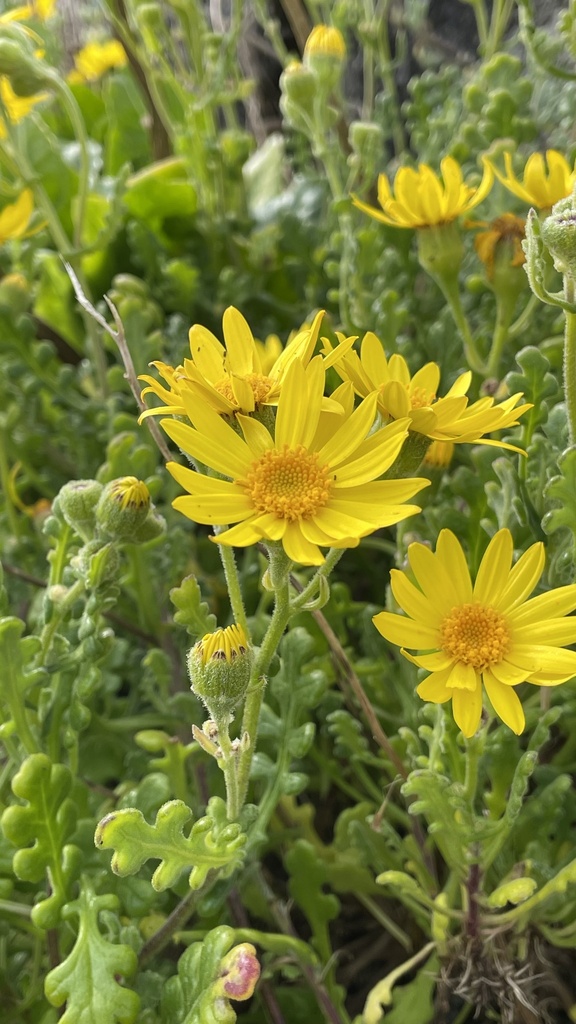 Senecio bahioides