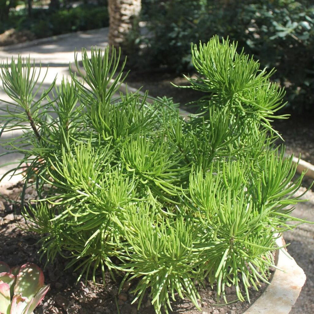 Senecio barbertonicus