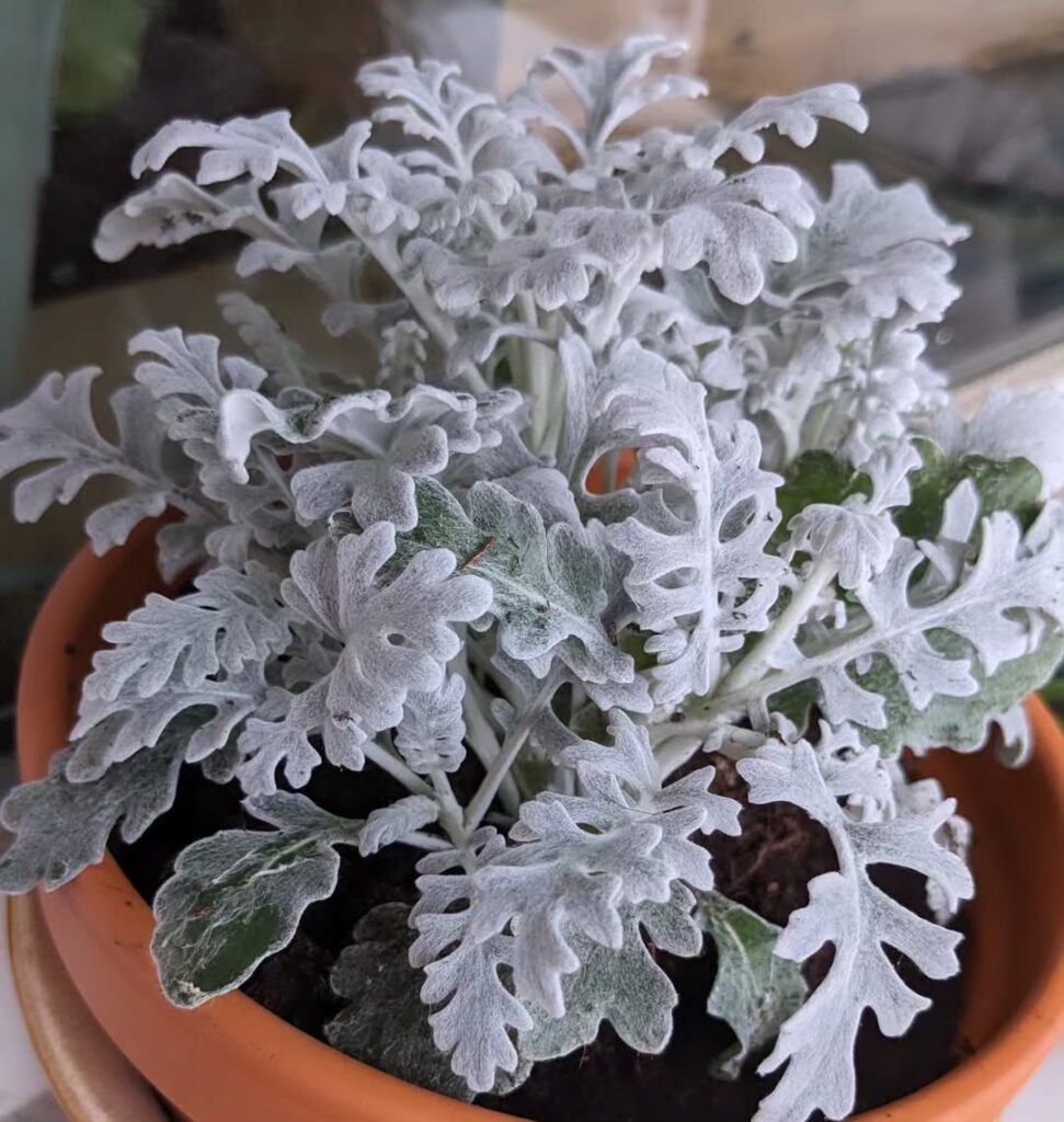 Senecio bicolor