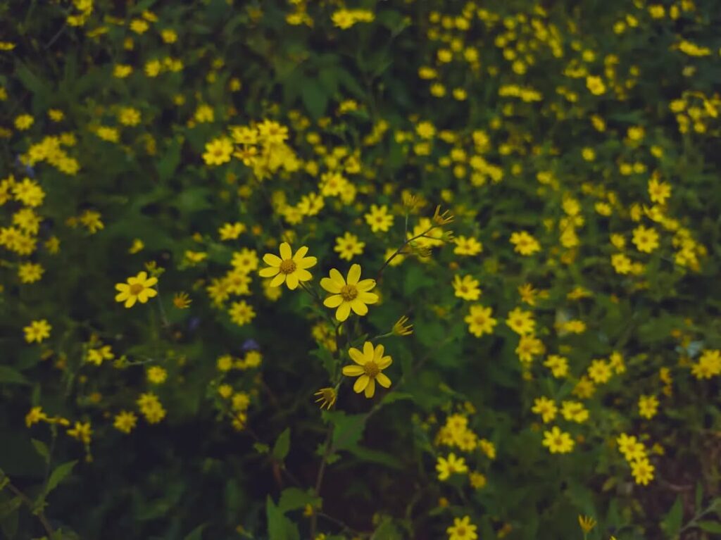 Senecio bombayensis