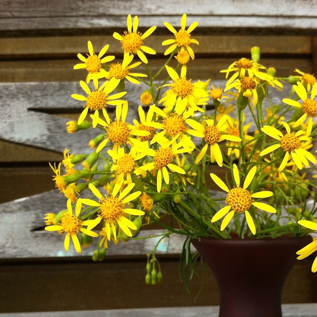 Senecio brasiliensis