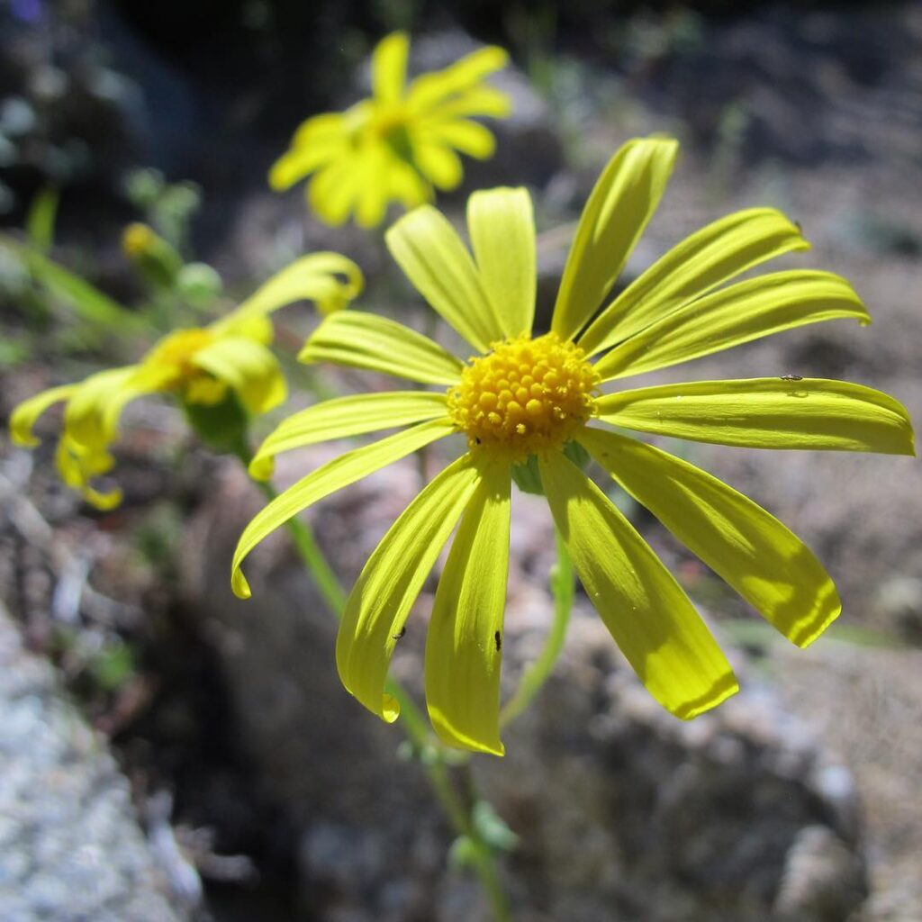 Senecio californicus