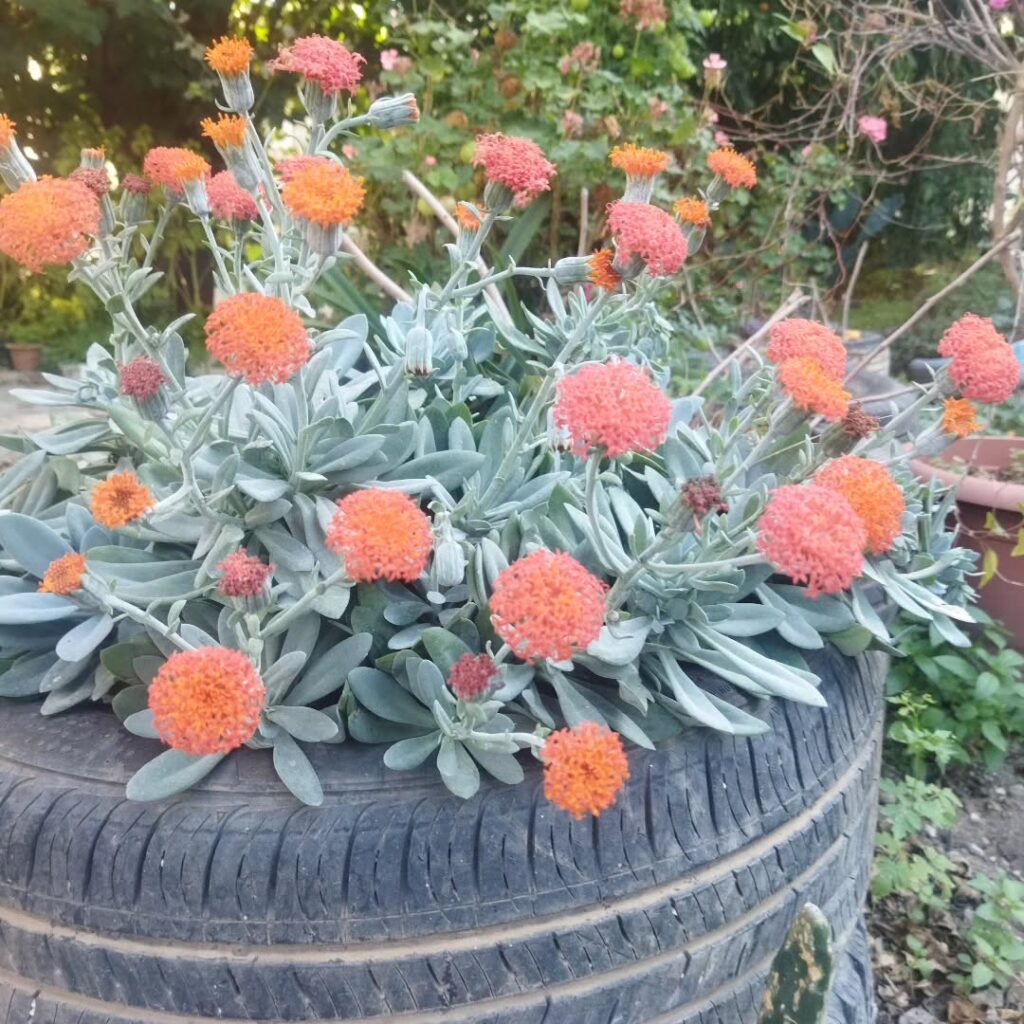 Senecio cephalophorus