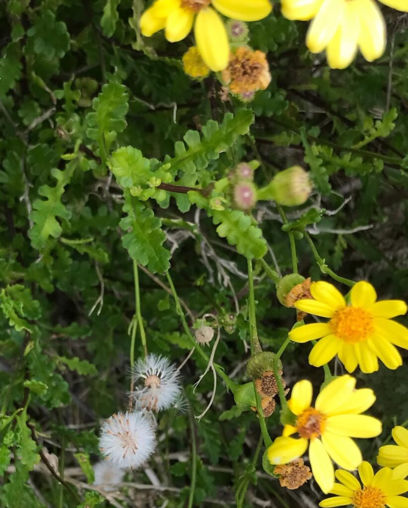 Senecio cerberoanus