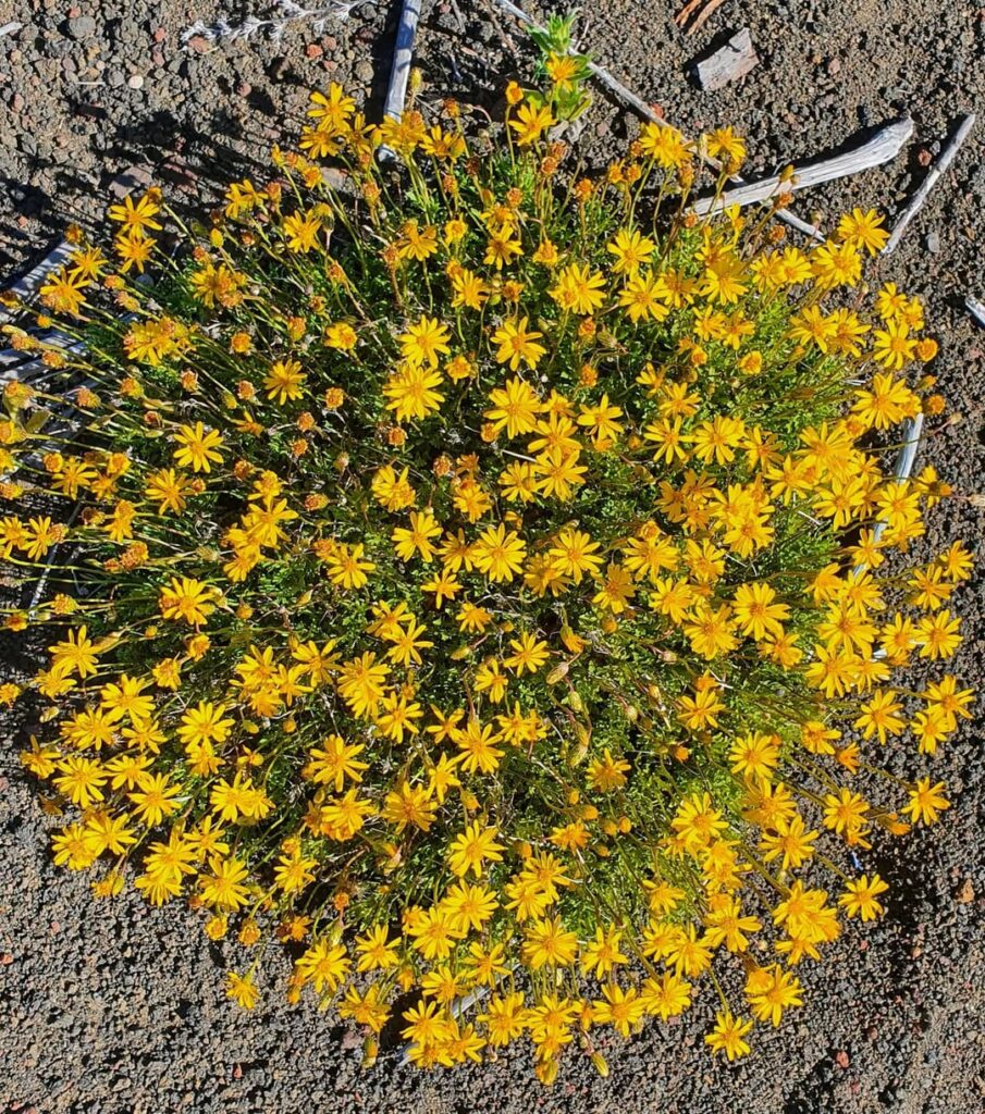 Senecio chilensis
