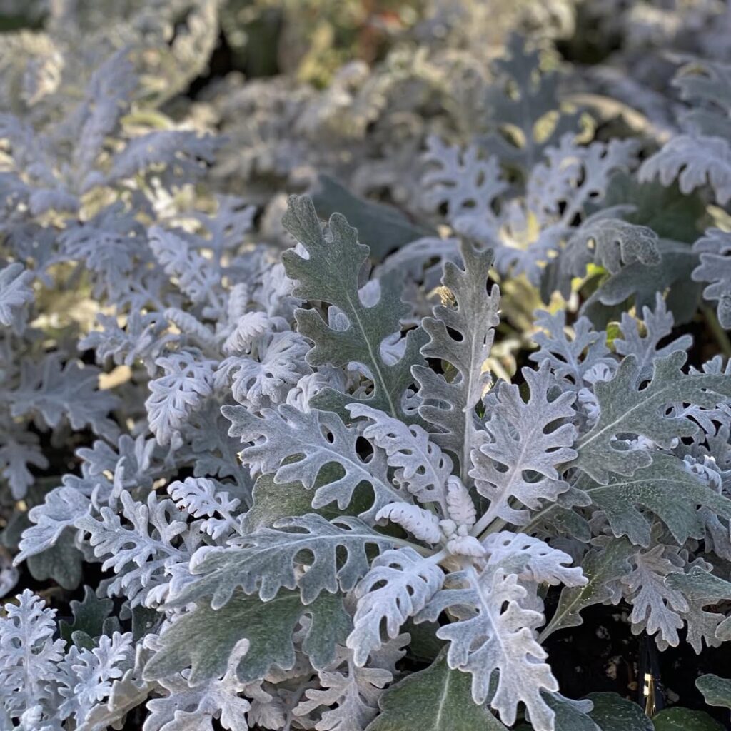 Senecio cineraria