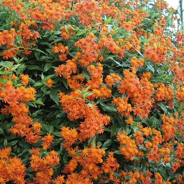 Senecio confusus