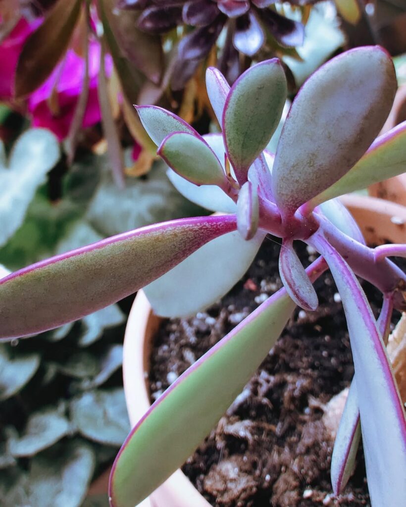 Senecio crassiflorus