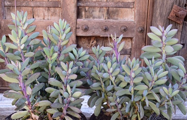 Senecio crassissimus