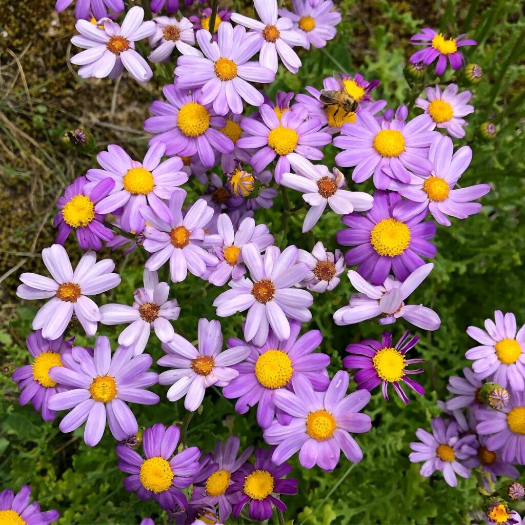 Senecio elegans