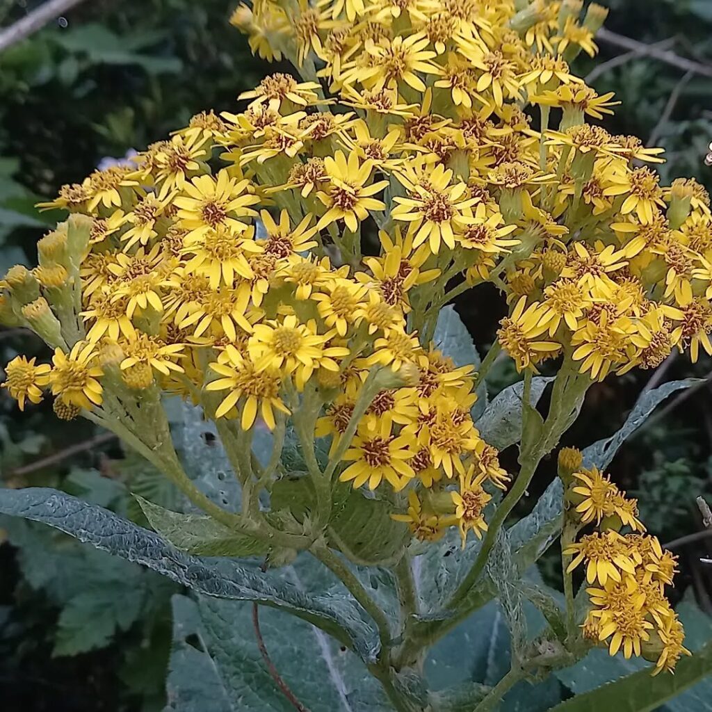 Senecio fistulosus