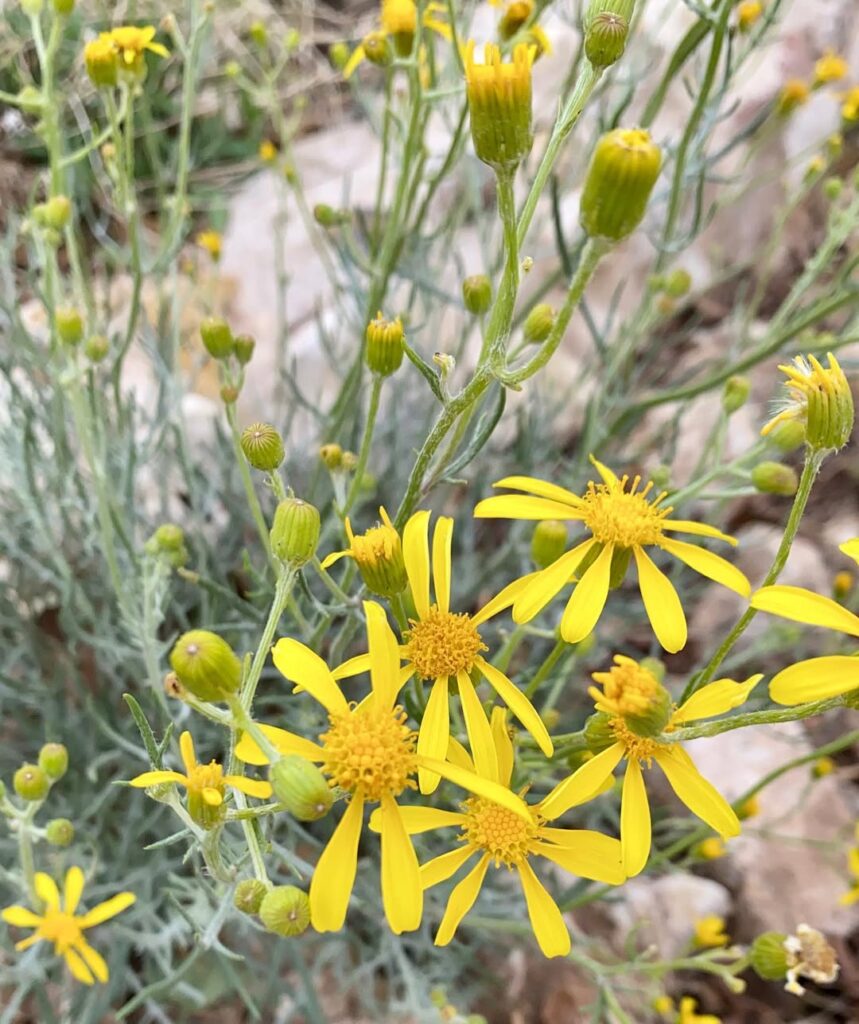 Senecio flaccidus