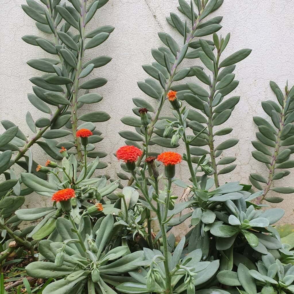 Senecio fulgens