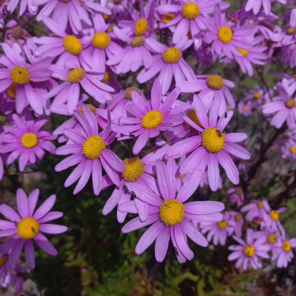 Senecio glastifolius