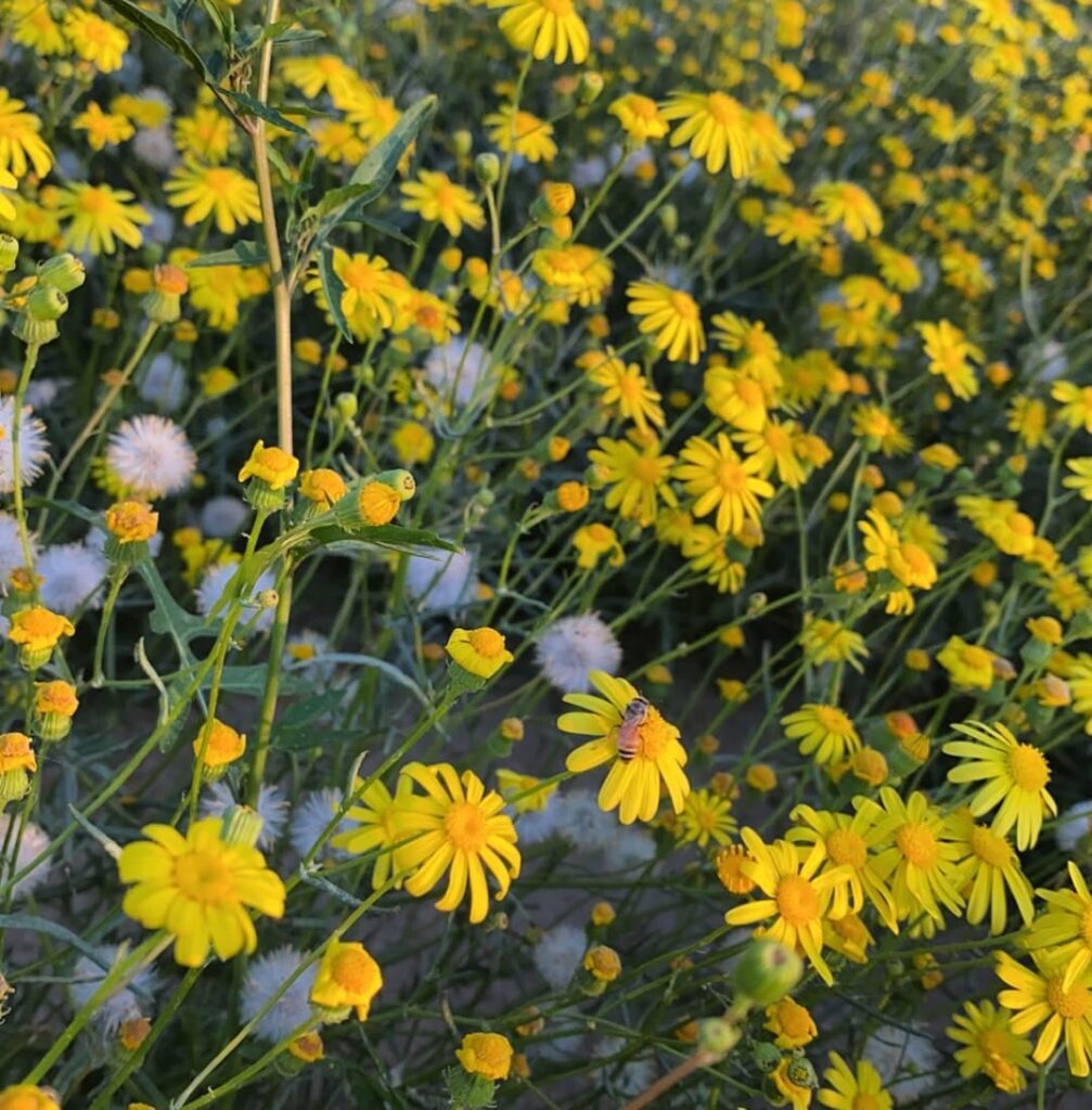 Senecio glaucus