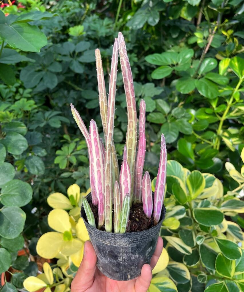 Senecio gregorii