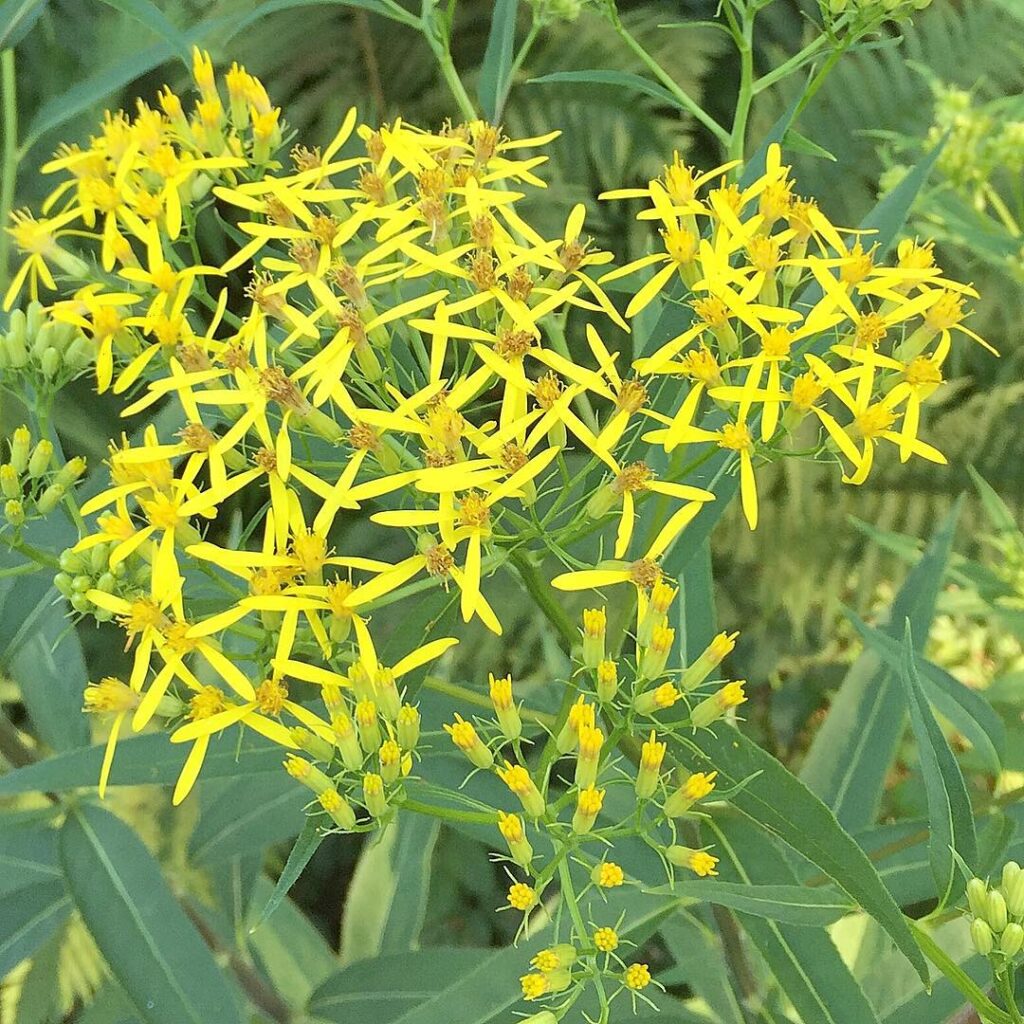 Senecio hercynicus