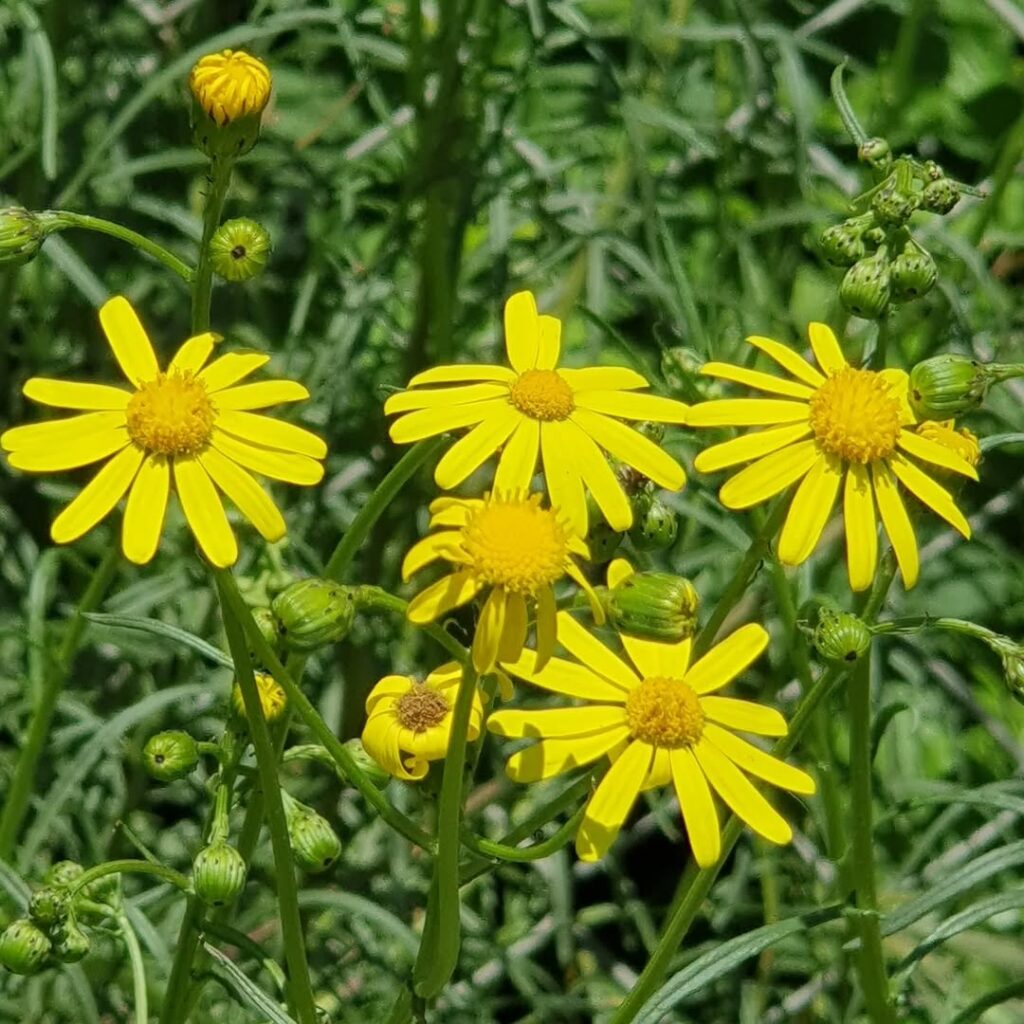 Senecio inaequidens