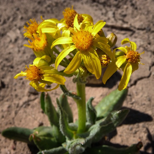 Senecio integerrimus