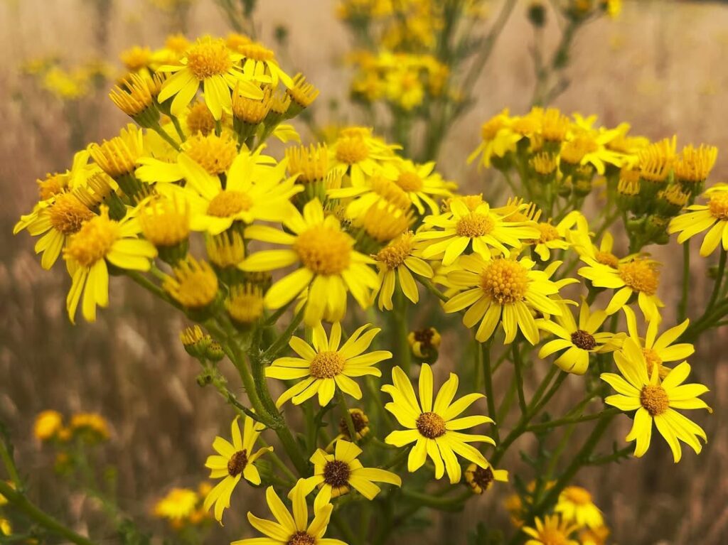 Senecio jacobaea