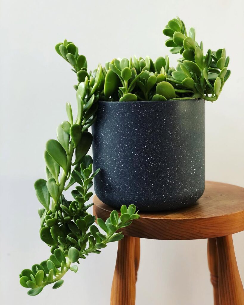 Senecio jacobsenii