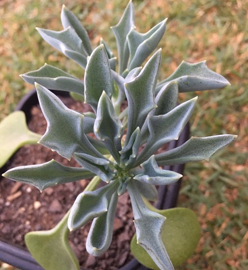 Senecio kleiniiformis