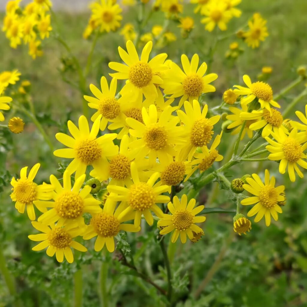 Senecio leucanthemifolius