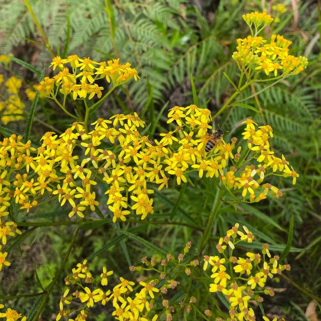 Senecio linearifolius