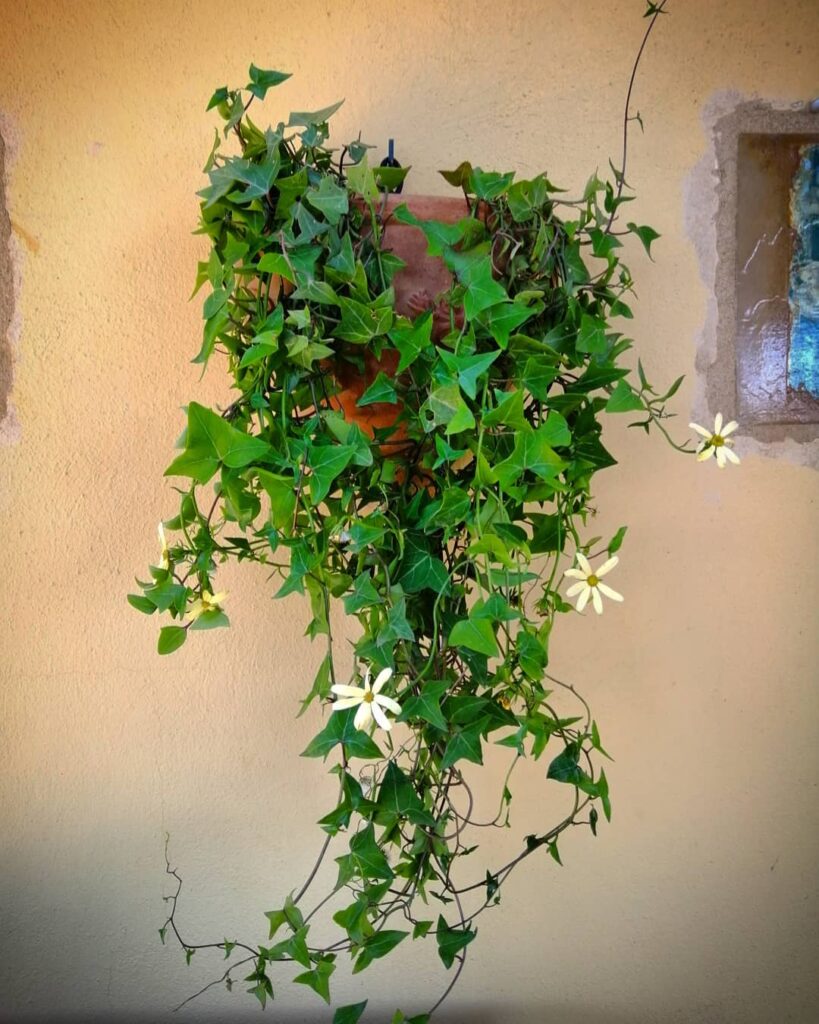 Senecio macroglossus