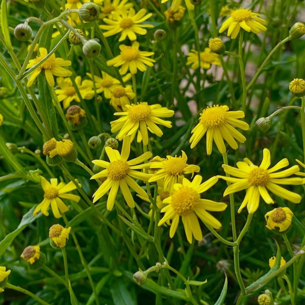 Senecio madagascariensis