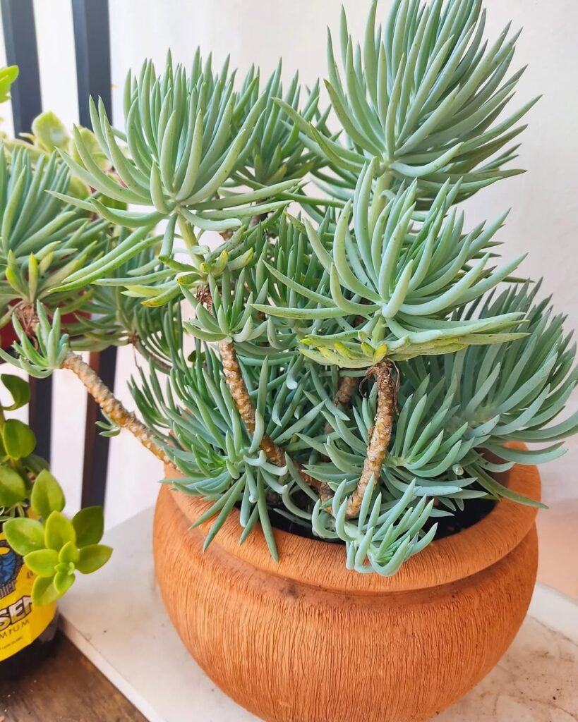 Senecio mandraliscae