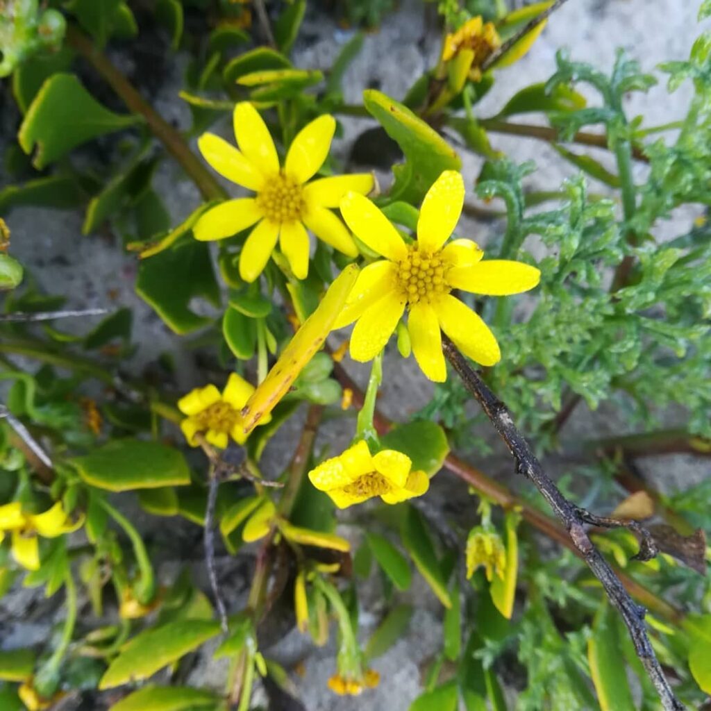 Senecio maritimus
