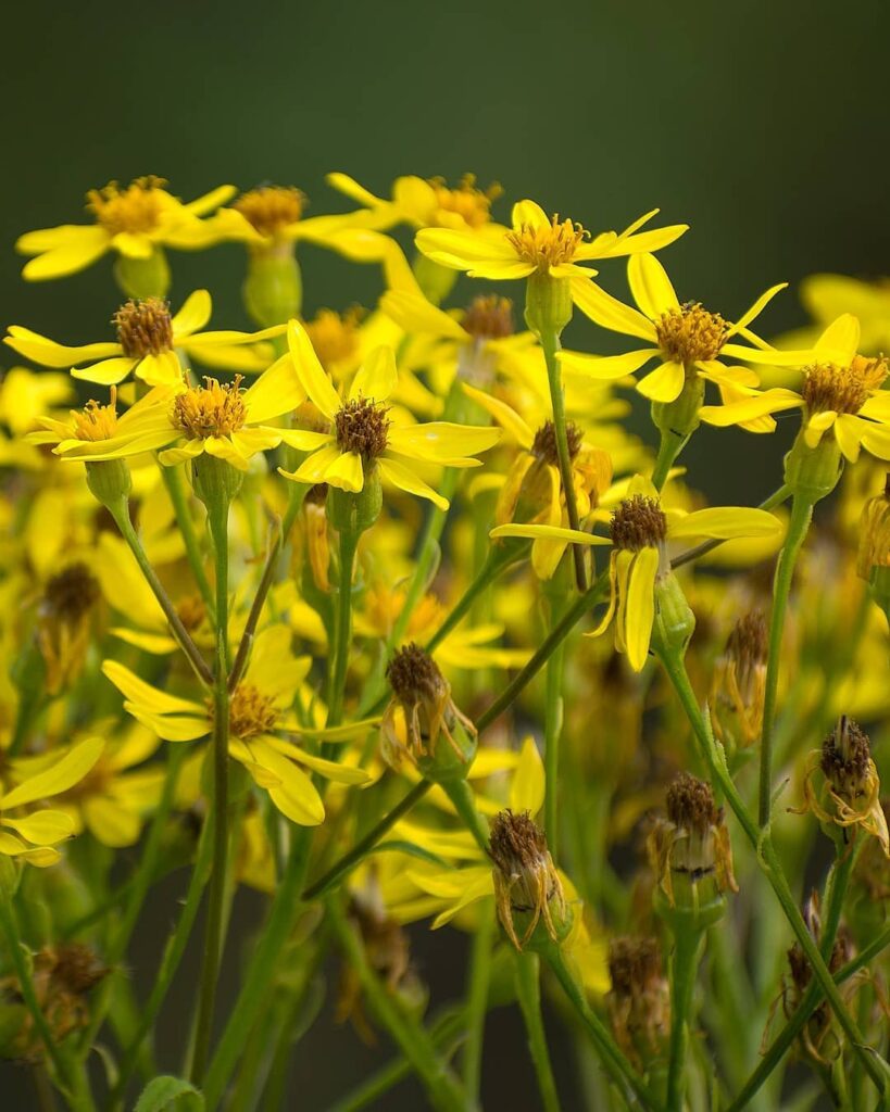 Senecio nemorensis