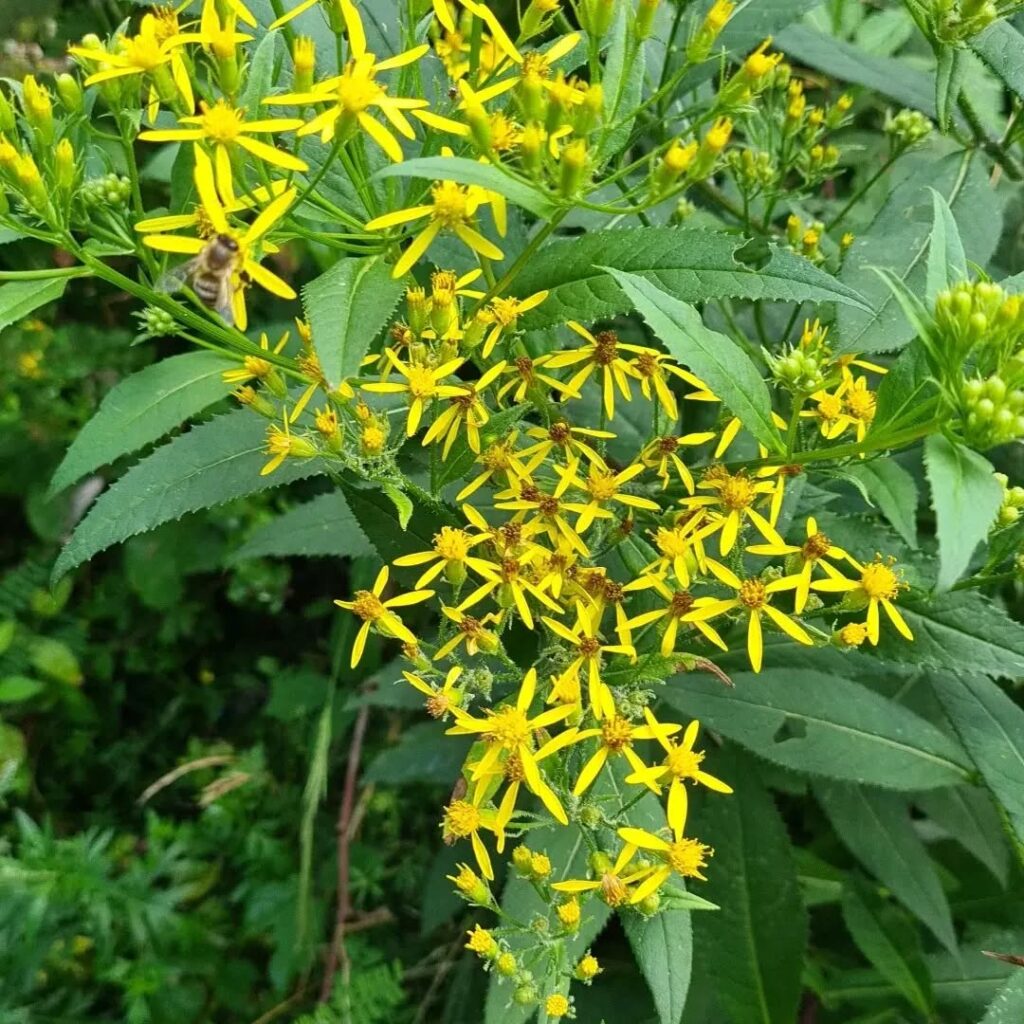 Senecio ovatus