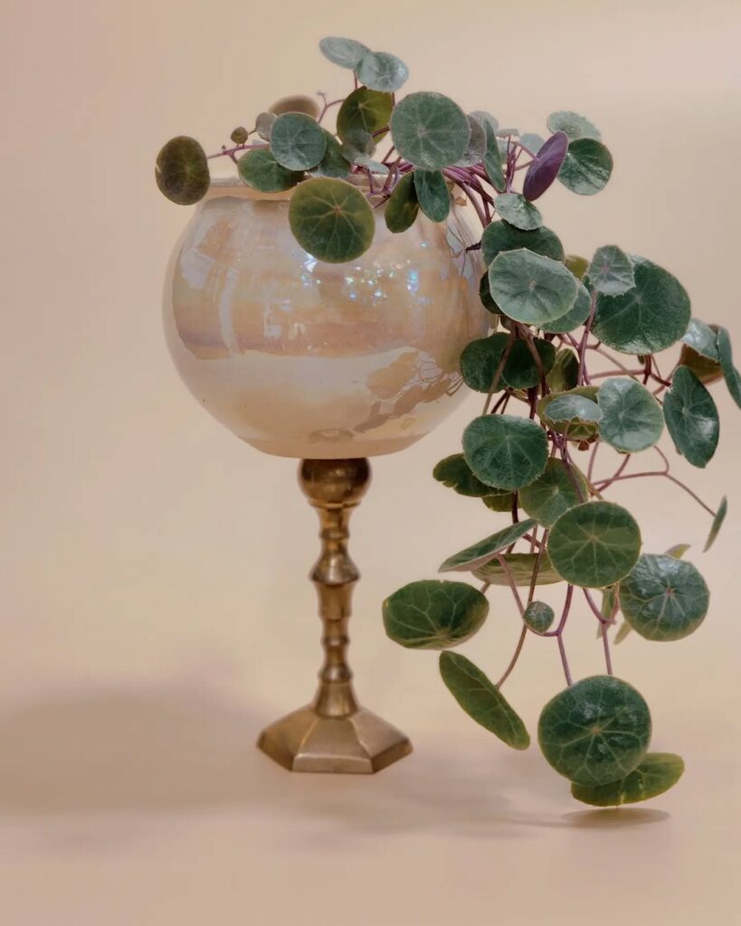 Senecio oxyriifolius