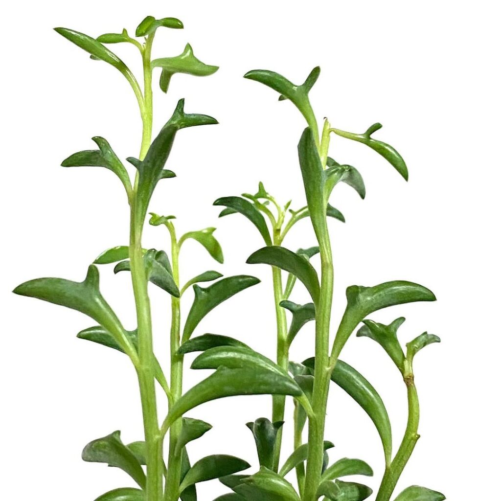 Senecio peregrinus