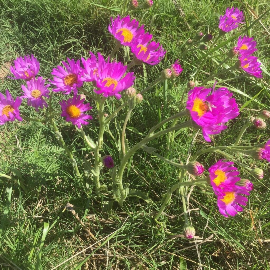 Senecio pulcher
