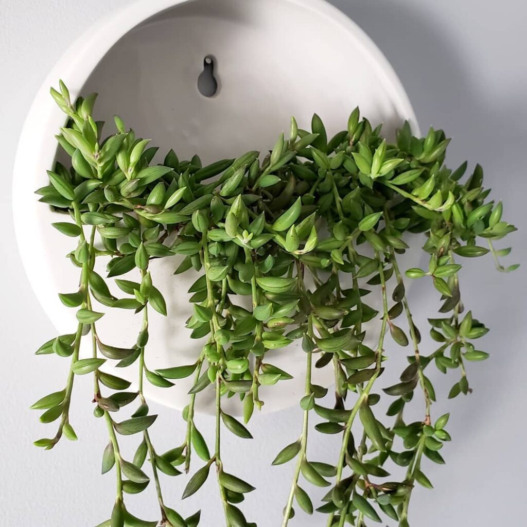 Senecio radicans