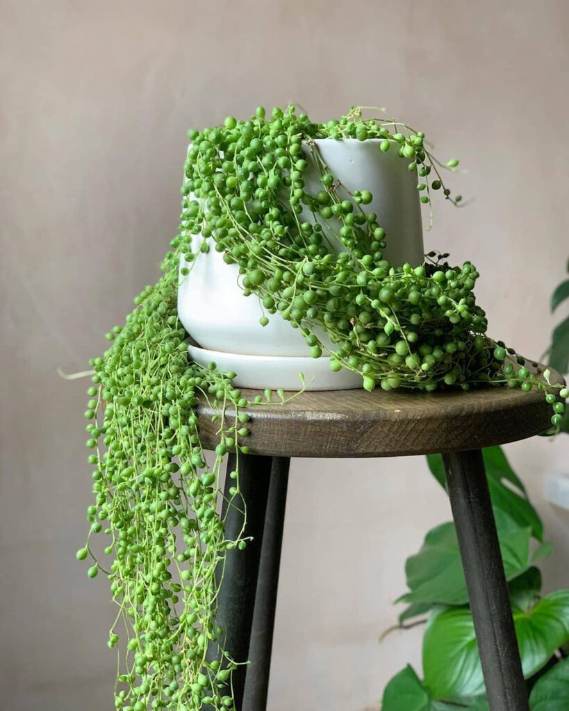 Senecio rowleyanus 1