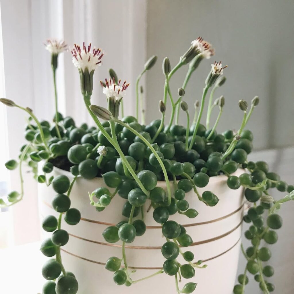 Senecio rowleyanus