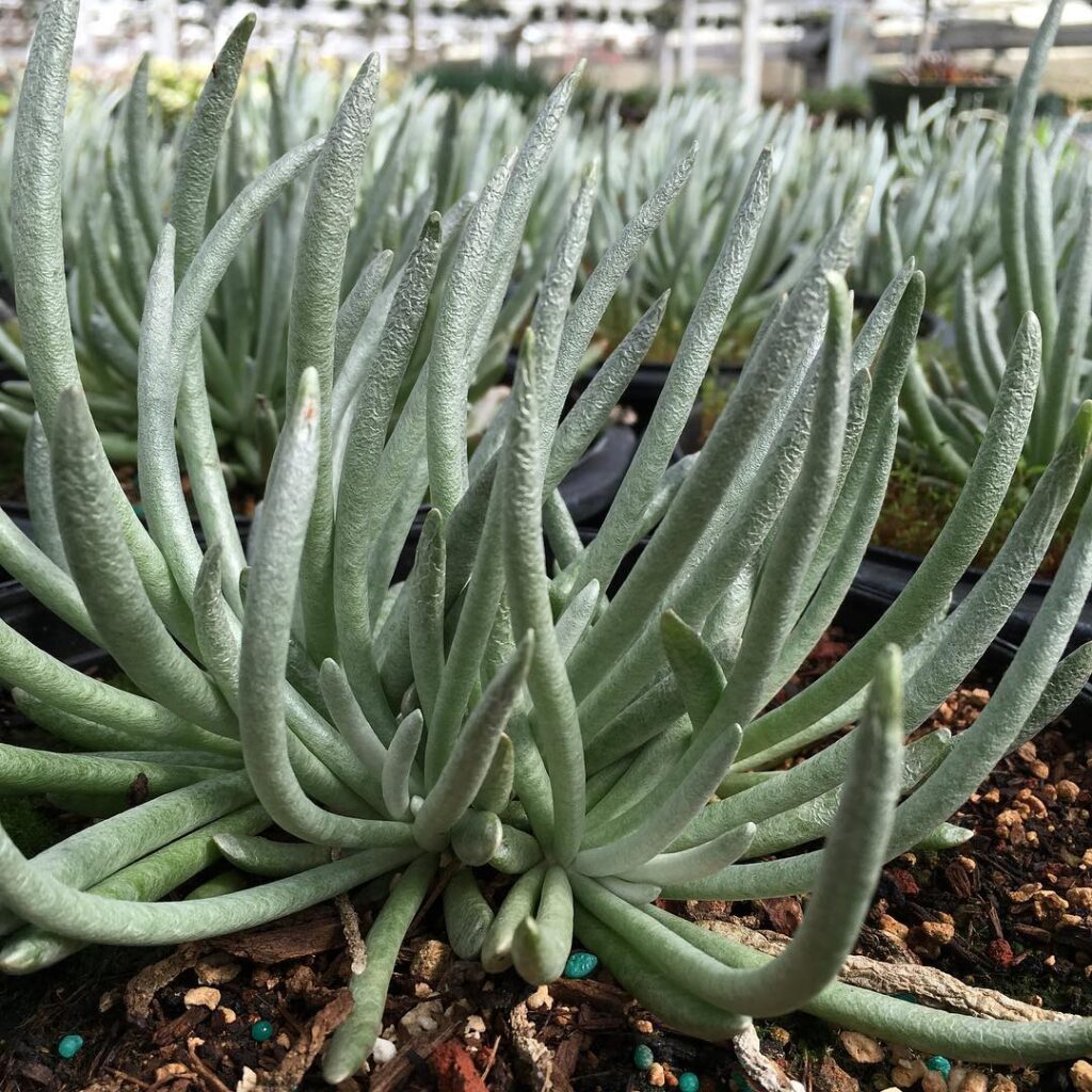 Senecio scaposus