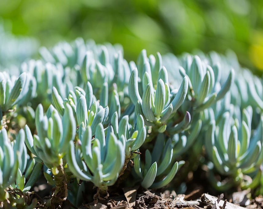 Senecio serpens
