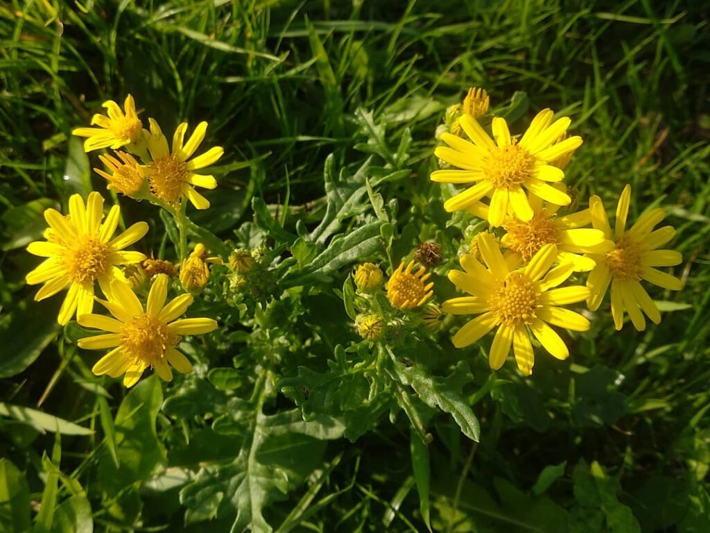 Senecio squalidus